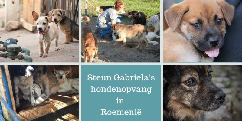 Help de zwerfhonden in RoemeniÃ« 